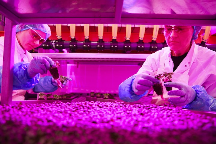 Vertical farming, Colruyt Group