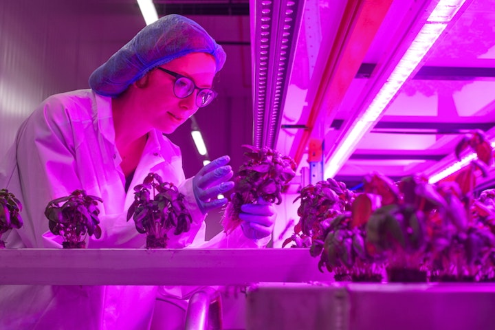 Vertical Farming, Colruyt Group